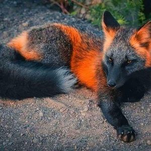 Meet your Posher, Jules